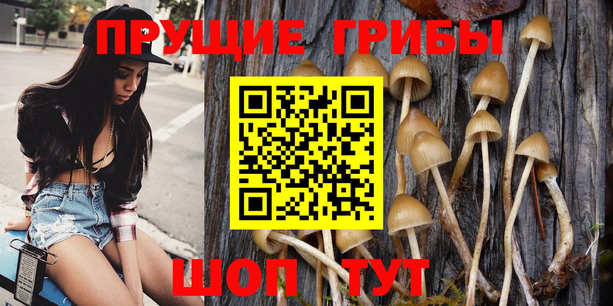 Галлюциногенные грибы Psilocybine cubensis Костомукша